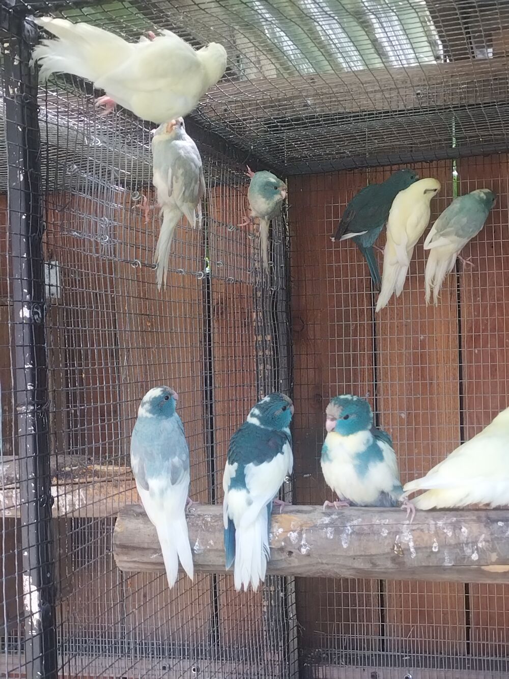   Kakarikis toute mutation  