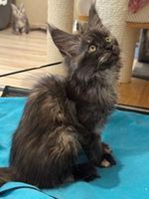   Chatons Maine Coon LOOF 