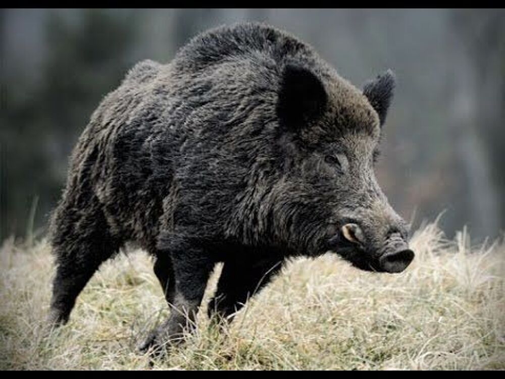Action de chasse Sports
