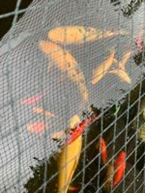   Grandes carpes Koi  