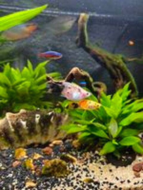   Platys orange moucheté de noir  
