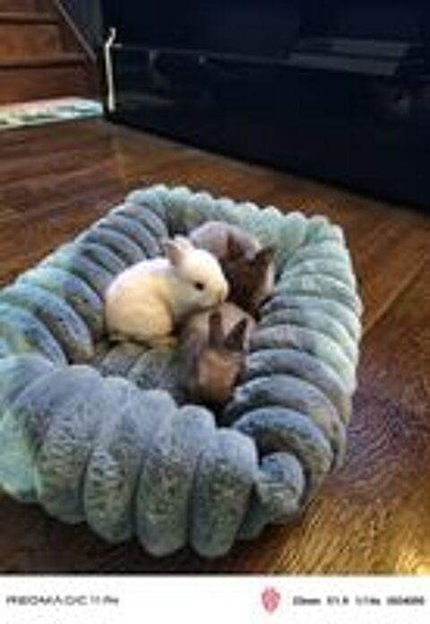   Trois lapins 