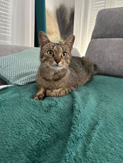 Meryl jeune chatte toute douce 180 95560 Baillet-en-france