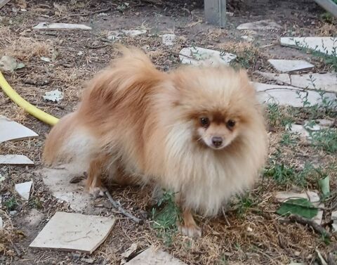 Petit couple spitz nain 1500 82200 Moissac