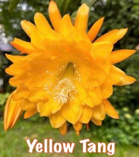 Epiphyllum Yellow Tang - Bouture parfum�e 20cm floraison magnifique 13 Ch�tenay-Malabry (92)