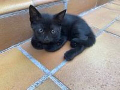   Adorables chatons  