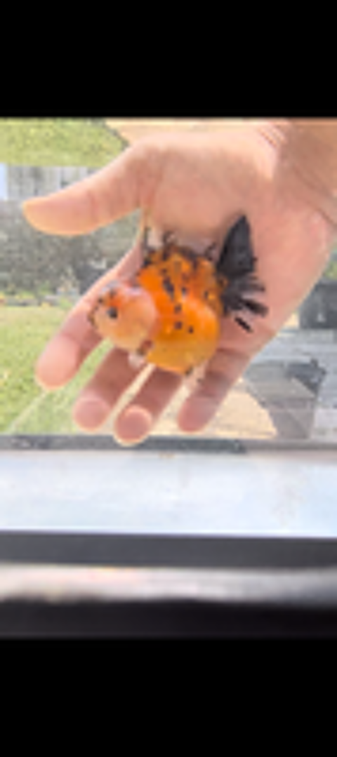   Oranda short Body 