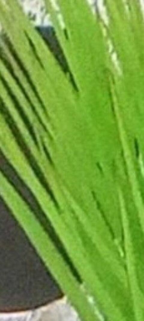 GUPPYS POUR AQUARIUM D'EAU DOUCE 
2 45630 Beaulieu-sur-loire