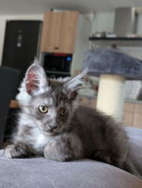   Chaton maine coon LOOF  