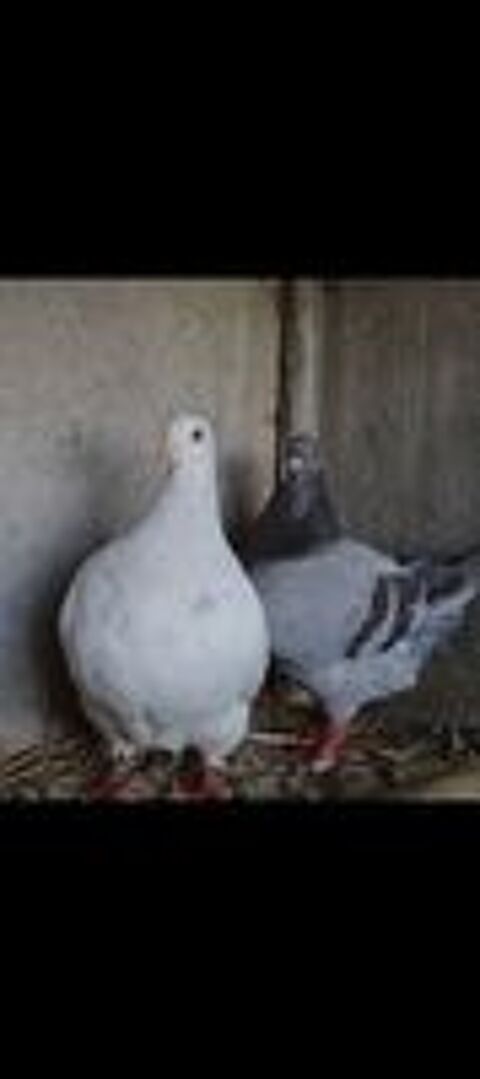   couple pigeon texan pure race 
j 