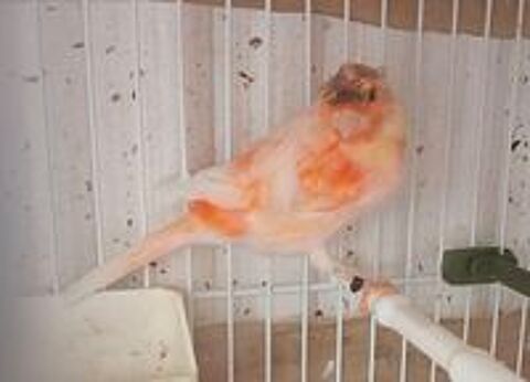   Mal canari chanteur  