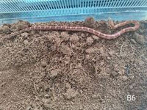   Serpent des bl�s - Elaphe 
