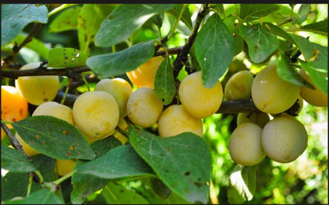 Mirabelles de pays sans traitement Dijon (21)