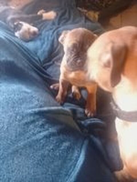   Un magnifique m�le bulldog continental  