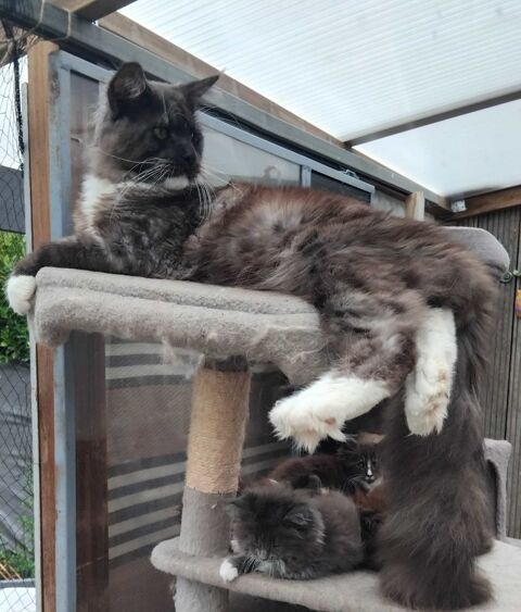 crois&eacute; maine coon bengal 0 62180 Rang-du-fliers