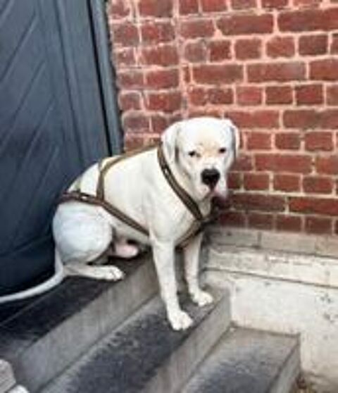   SABA ( DOGUE ARGENTIN DE 5 ANS RECHERCHE UNE FAMILLE) 