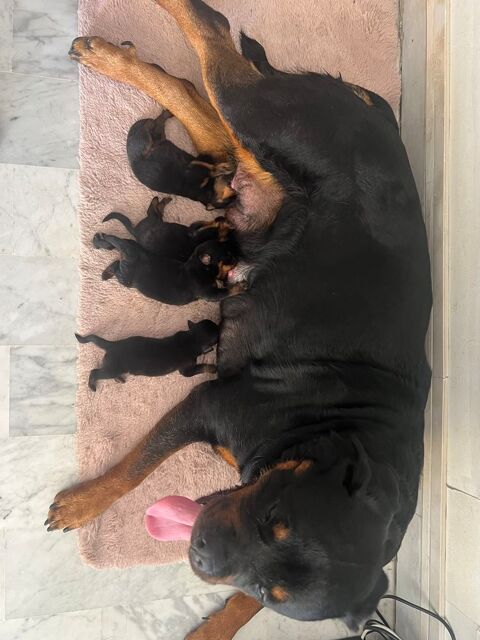 Chiots Rottweiler LOF à réserver - 1 mâle et 7 femelles 1400 06200 Nice