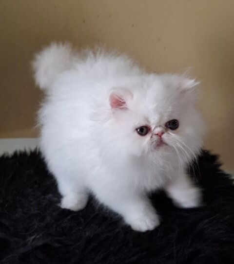 CHATONS PERSAN DISPONIBLES DE SUITE 1000 30340 Rousson