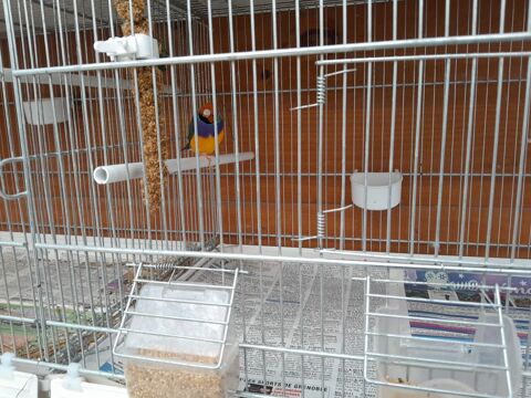 DIAMANT  GOULDES 
MALES 40 38600 Fontaine