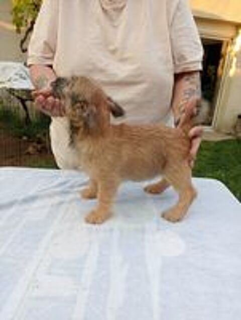   Chiots cairn terrier LOF ns le 12/02/2025 