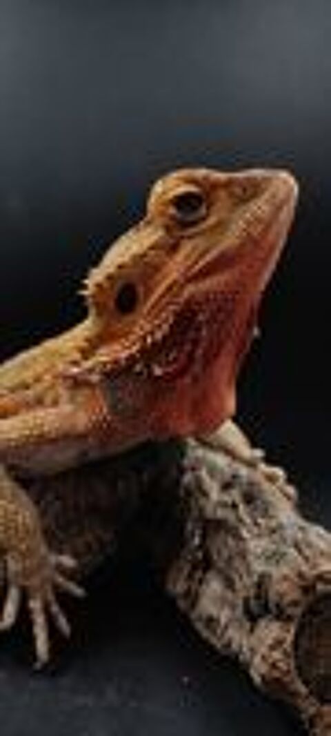   terrarium quip avec pogona 