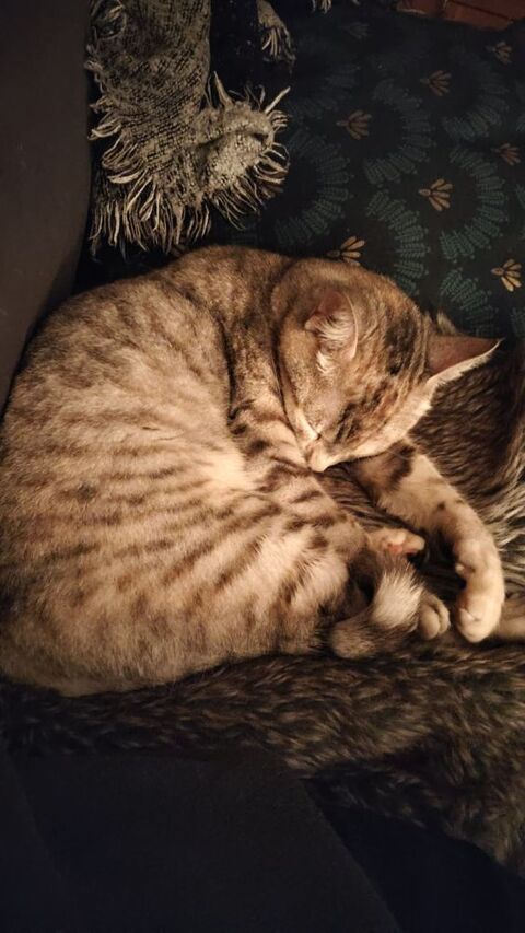 Chat KELLY &agrave; l adoption 200 30290 Laudun-l'ardoise