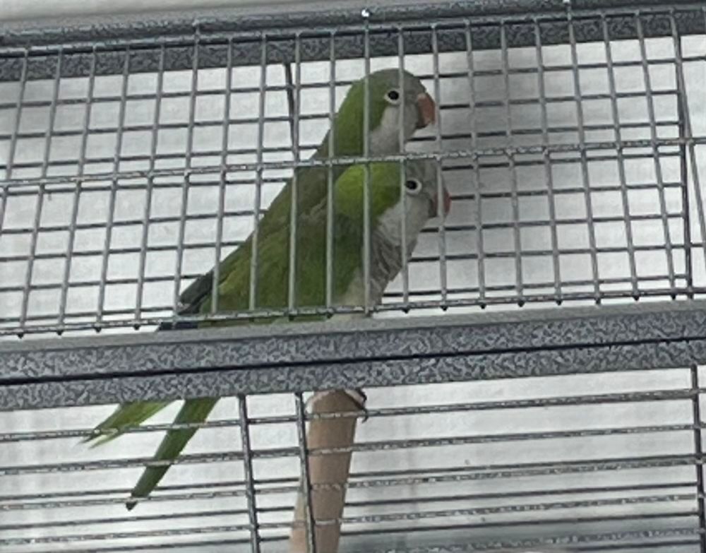   Couple de Conures Moines (Quaker) Reproducteurs 3 ans 