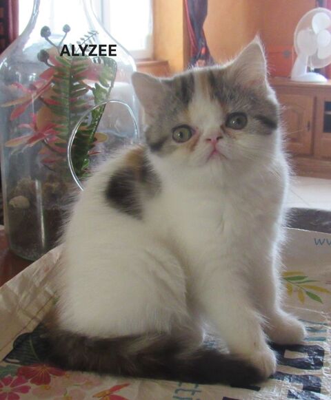 MAGNIFIQUE CHATON FEMELLE EXOTIC SHORTHAIR LOOF 800 43100 Javaugues