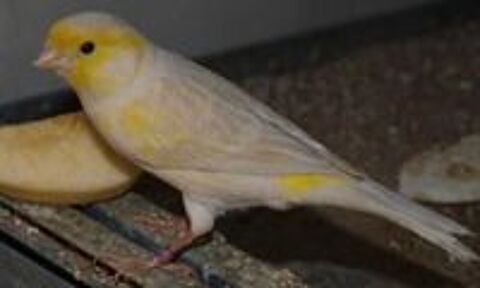   Recherche éleveur Canaris 