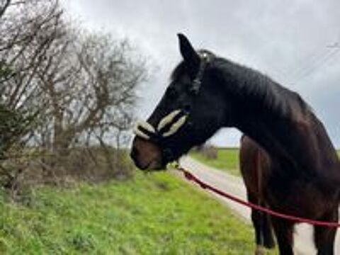   Denver hongre de 22 ans 