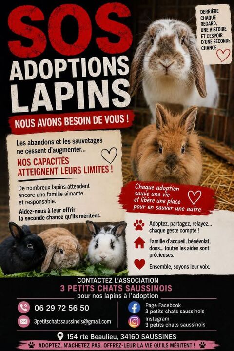 Recherche adoptants 0 34750 Villeneuve-lès-maguelone