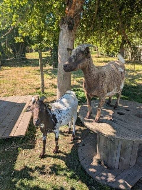 Confi et Pote 180 22400 Meslin