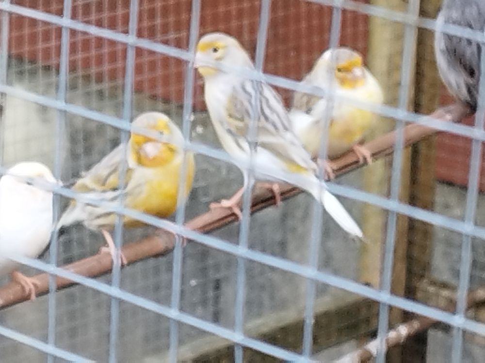   Canaris  