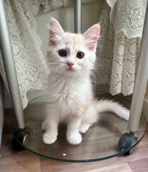 Adorables chatons disponibles  650 78711 Mantes-la-ville