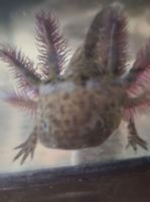   Axolotl  