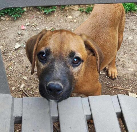 Malo, mâle, croisé berger, né le 20/02/2025 &#128054; 300 91000 vry