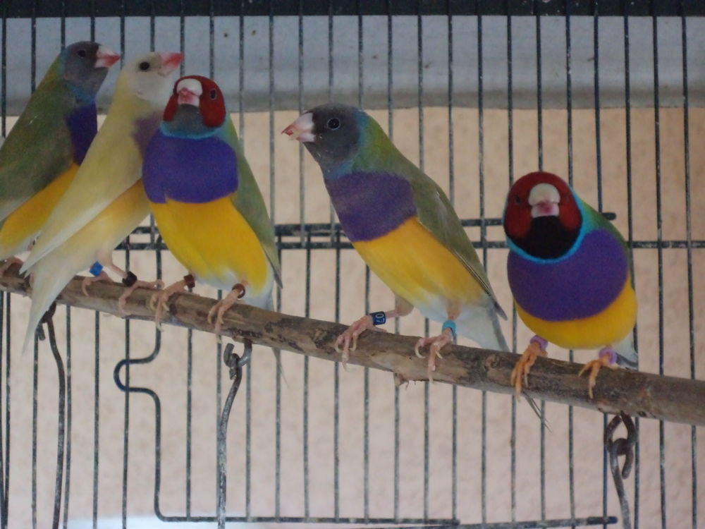  canari couleur  