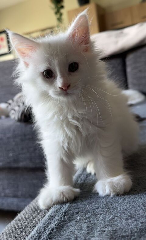 Magnifique chatons Maine Coon polydactiles pp &agrave; r&eacute;server 1000 59300 Valenciennes