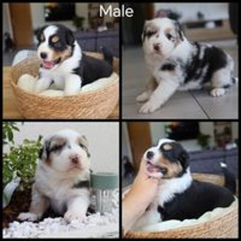   Chiots berger australien  