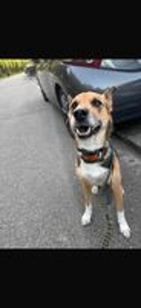   adoption chien 
