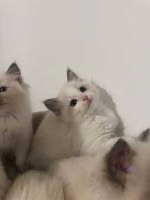   de merveilleux chatons Ragdolls LOOF 