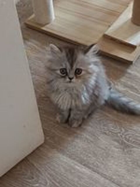   Chaton persan 