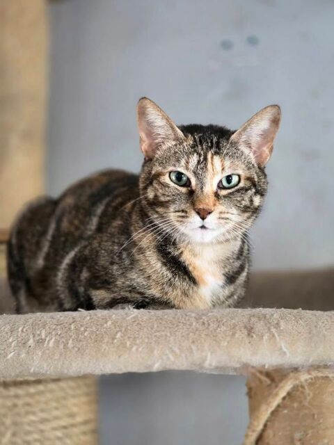 KATE 210 76220 Ferri�res-en-bray