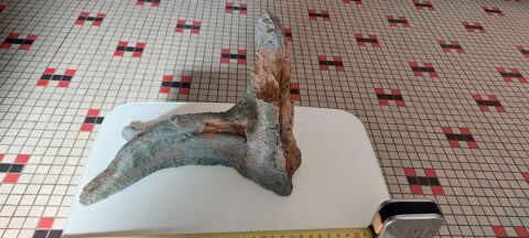 morceau de racine de Mangrove 9 44310 La limouzini�re