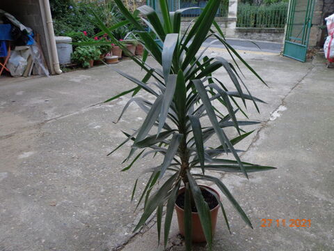 yucca ornement  1 mtre 20  cm 35 Saint-Christol (34)