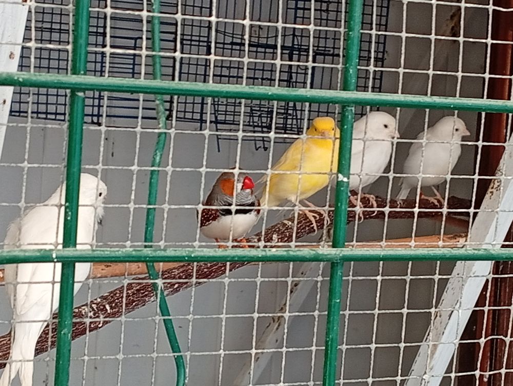   V e n.d.s Canaris  
