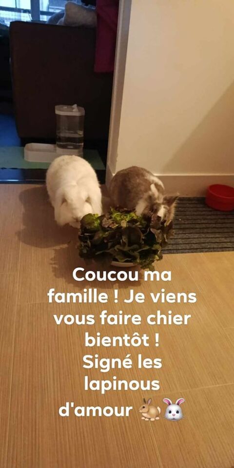 Lapine nain tête de lion tricolore
Lapin Bélier tête de lion 0 45000 Orlans