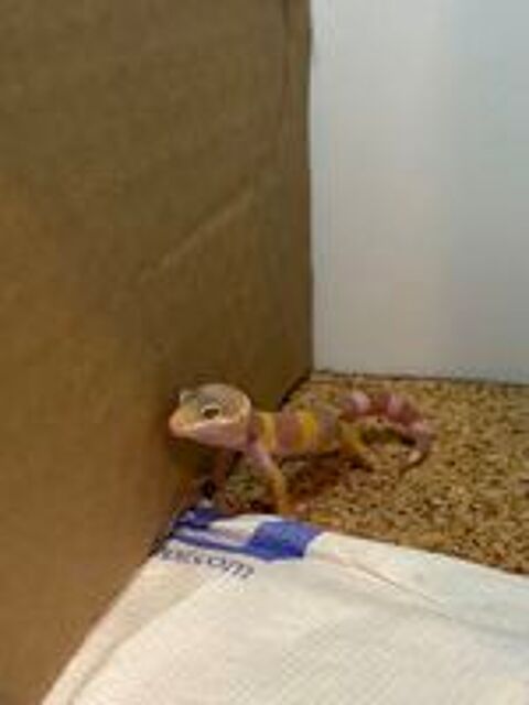   Gecko léopard  