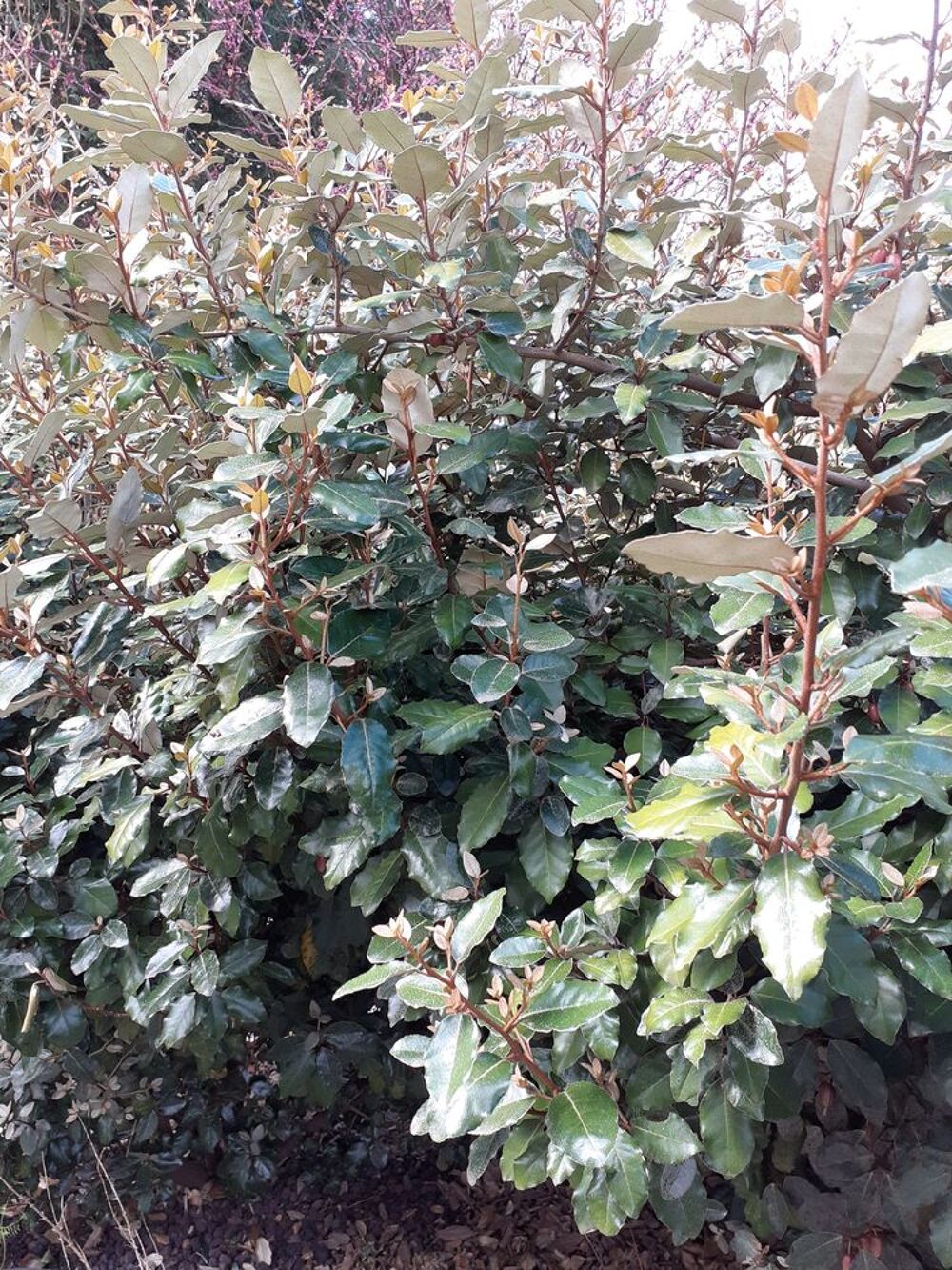 arbustes pour haie ou en isol&eacute; Jardin