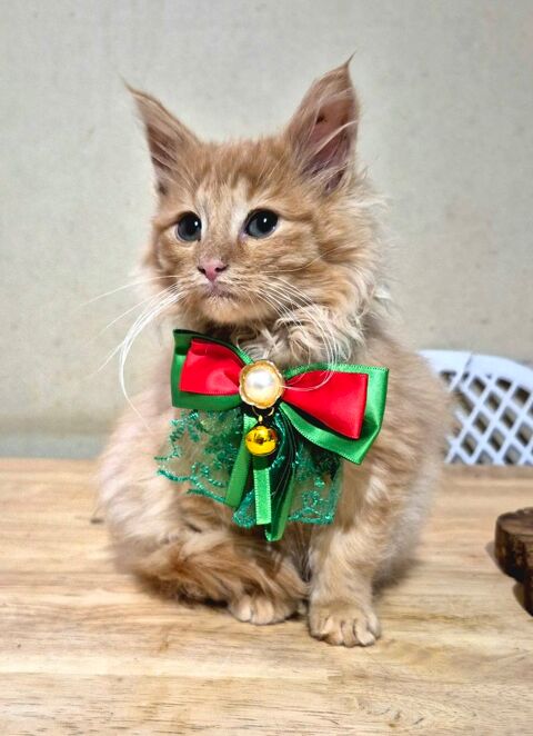 Chaton Norvégien  750 91650 Breuillet